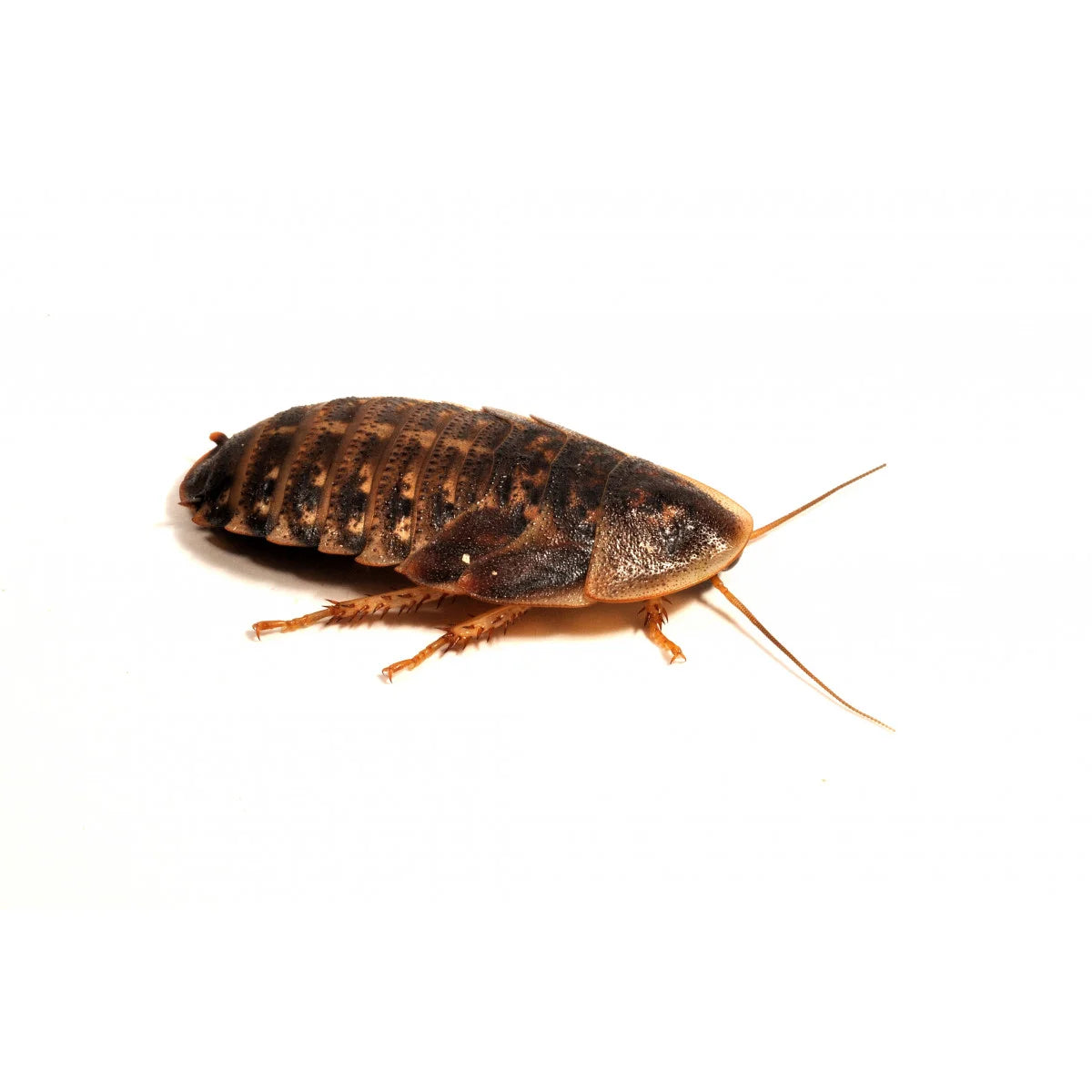 Dubia Cockroaches pre-pack, Medium product image