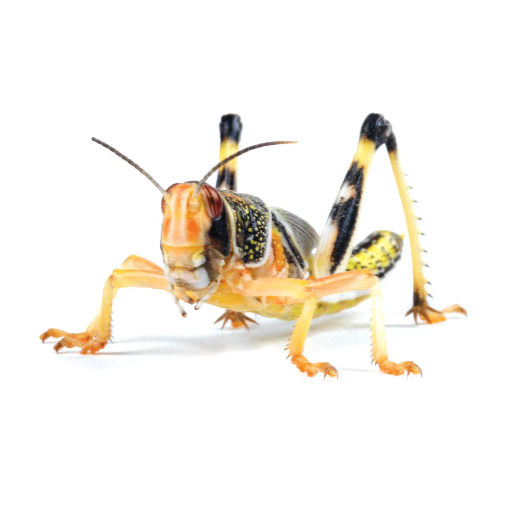 Locust pre-pack, Large product image