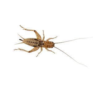 Silent Crickets pre-pack, Med/Small product image