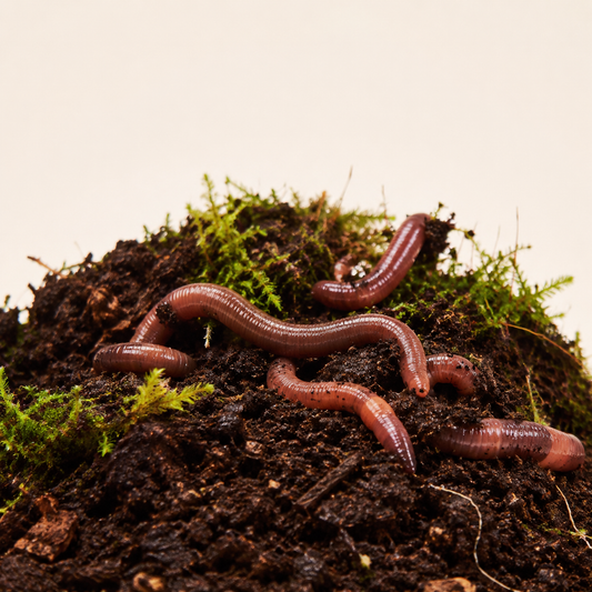 Livefood Earth Worms Small Pre-Pack
