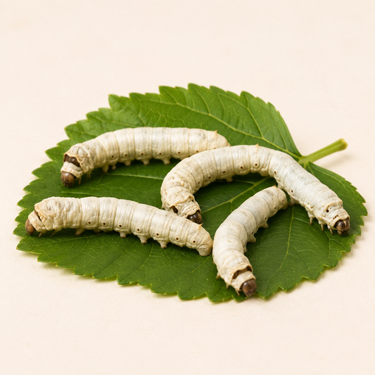 Livefood Silkworm Pre-Pack Medium