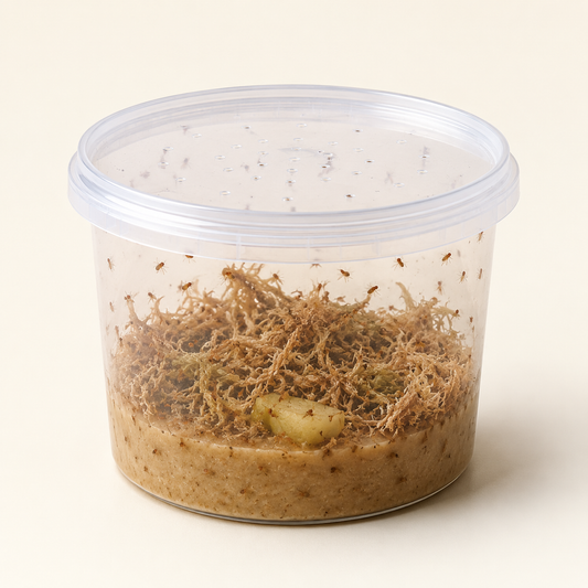 Livefood Fruit Fly Culture Pre-Pack