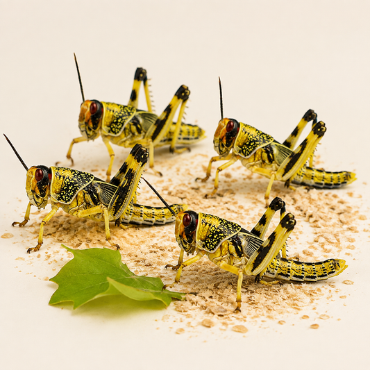 Medium Locust — 12–20 mm, 3rd-stage hopper