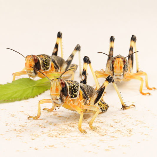 Extra Large Locust — 35–50 mm, 5th-stage hopper