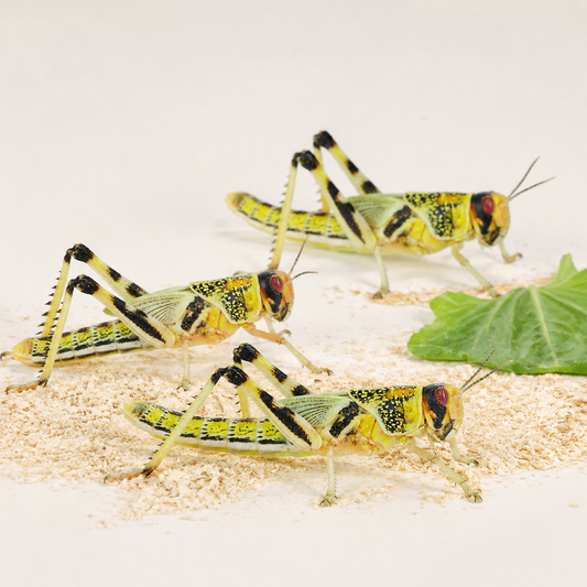 Large Locust — 20–35 mm, 4th-stage hopper