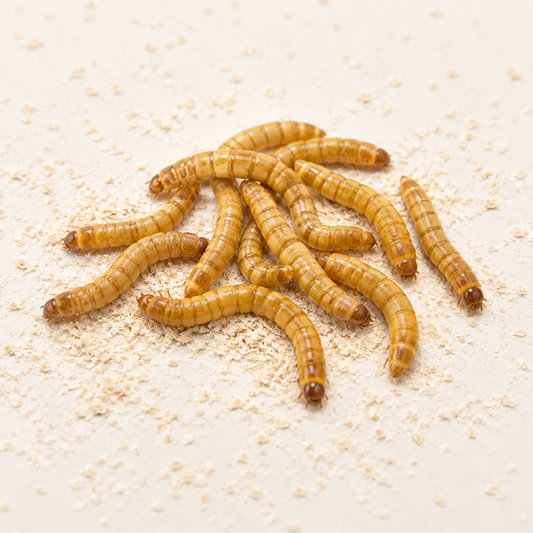 Mealworm pre-pack