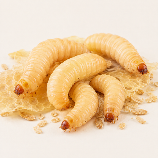 Waxworms 15g pre-pack