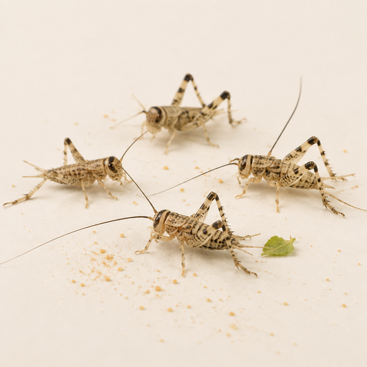 Silent Crickets pre-pack, Med/Small