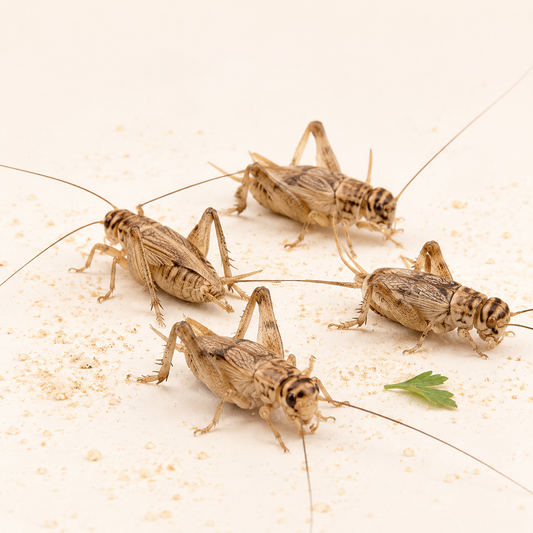 Silent Crickets pre-pack, Standard