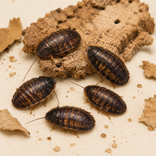 Dubia Cockroaches pre-pack, Medium