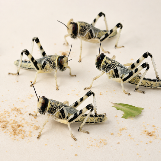 Small Locust — 10–12 mm, 2nd-stage hopper