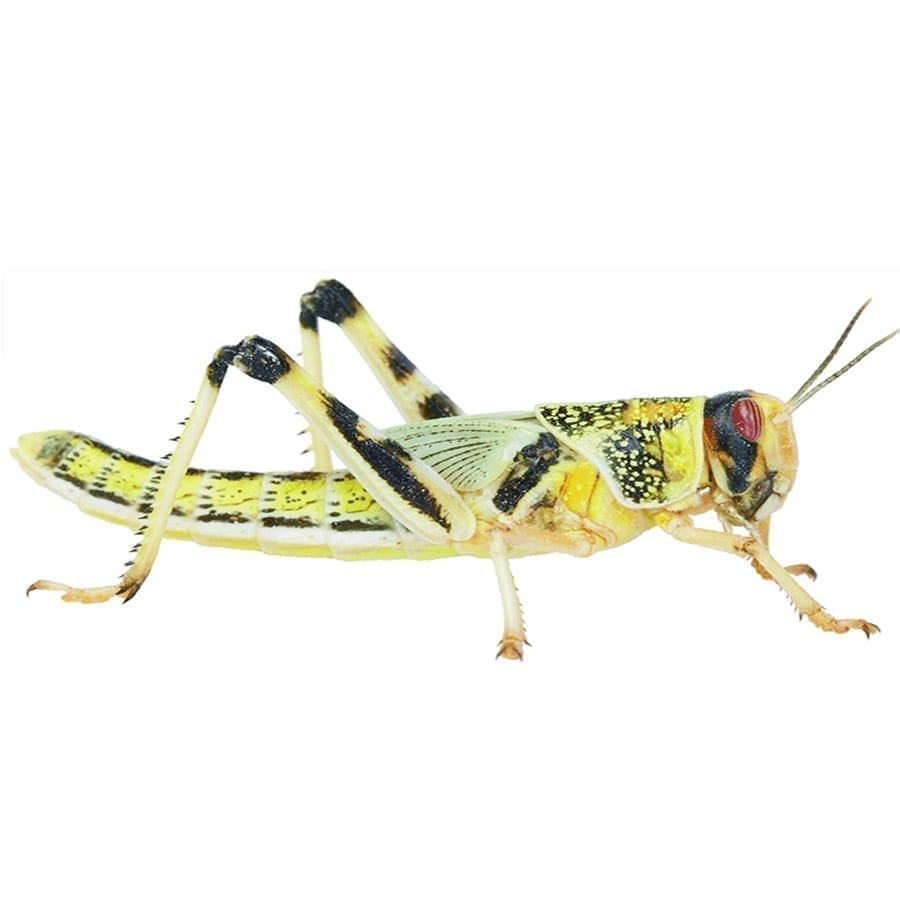 Locust pre-pack, Extra-Large product image