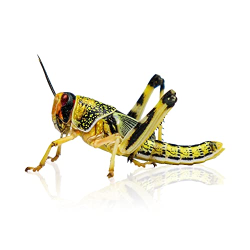 Locust pre-pack, Medium product image