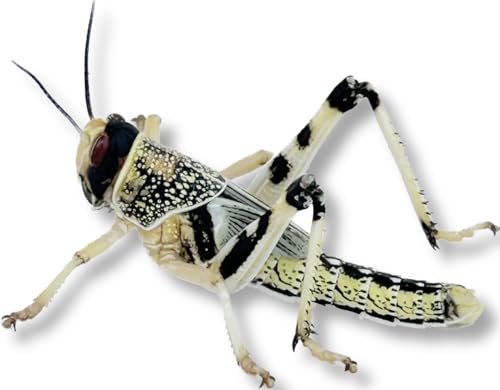 Locust pre-pack, Small product image