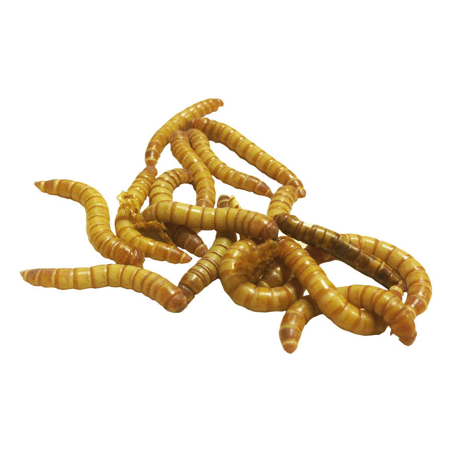 Mealworm pre-pack product image