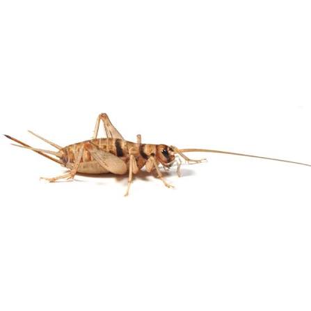 Silent Crickets pre-pack, Standard product image