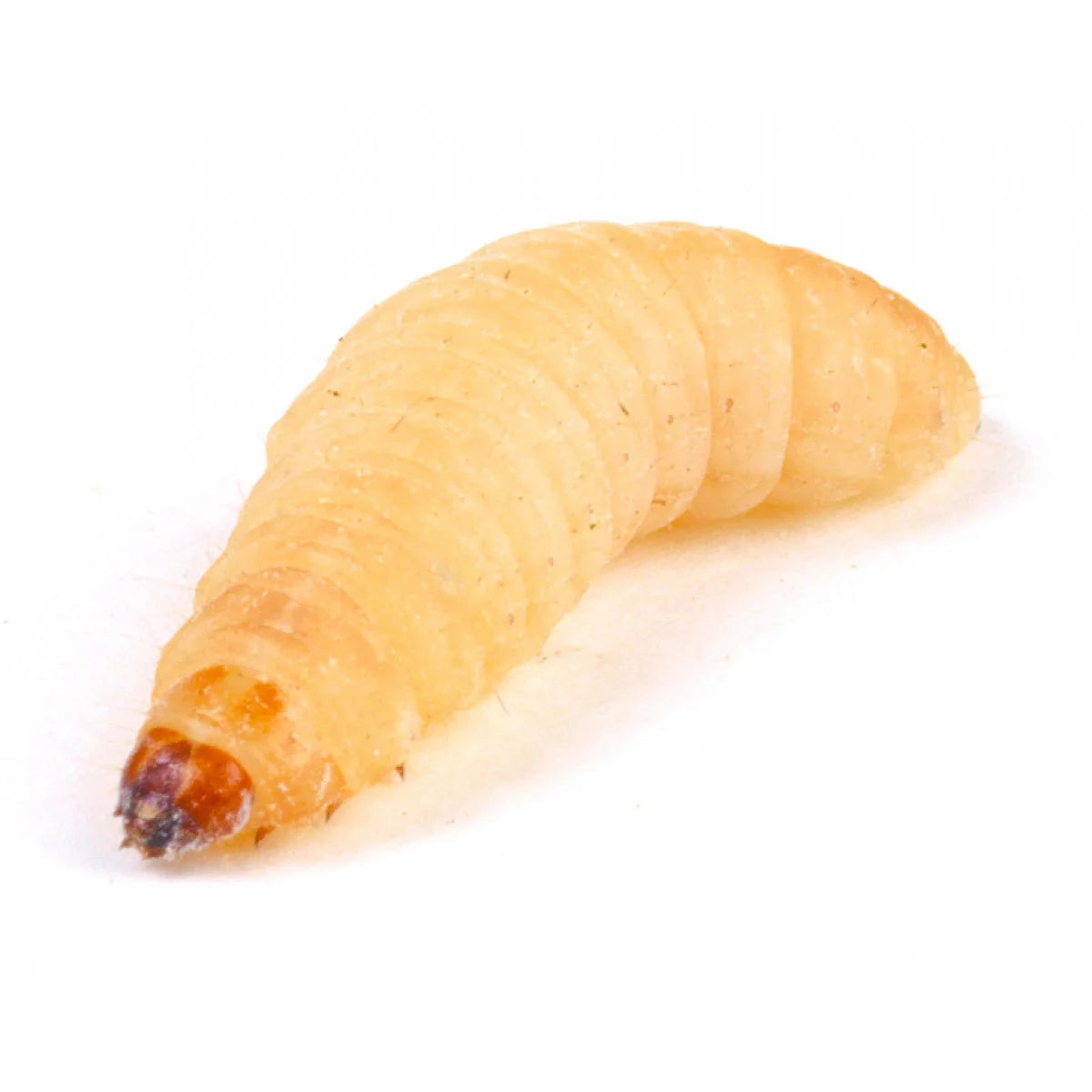 Waxworms 15g pre-pack product image